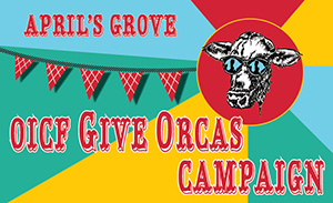 OICF special GiveOrcas campaign